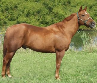 Quarter Horse